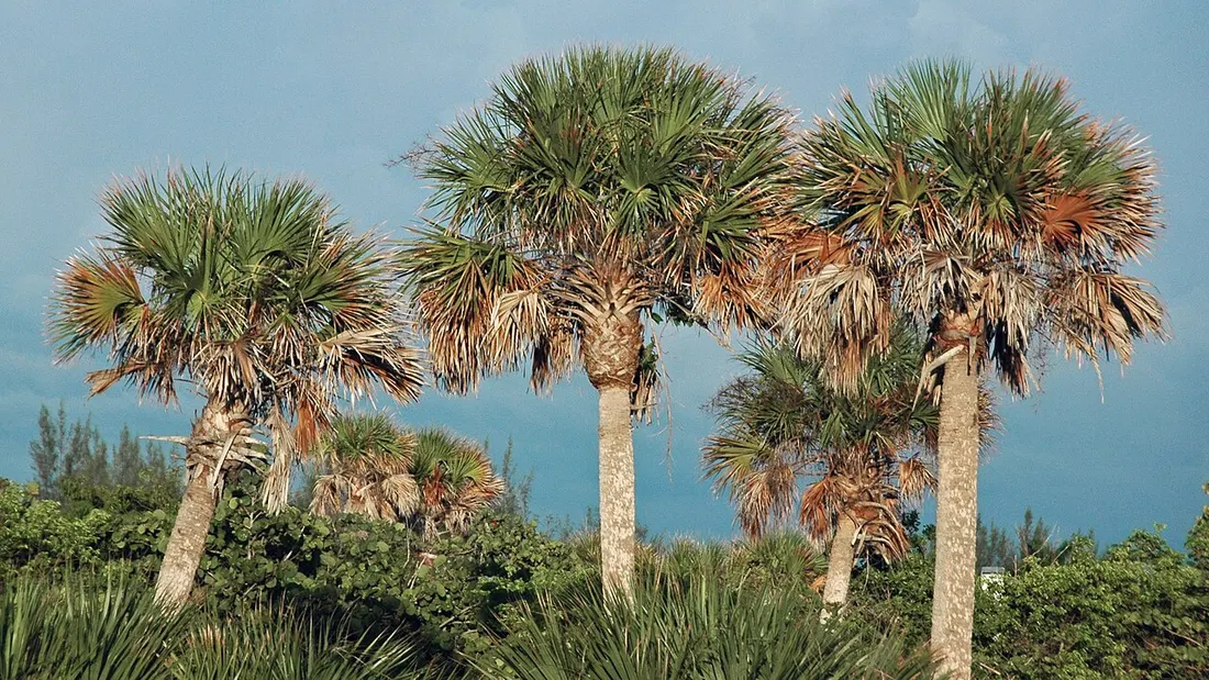 Cabbage palm trees on a Sanibel Island beach, Florida