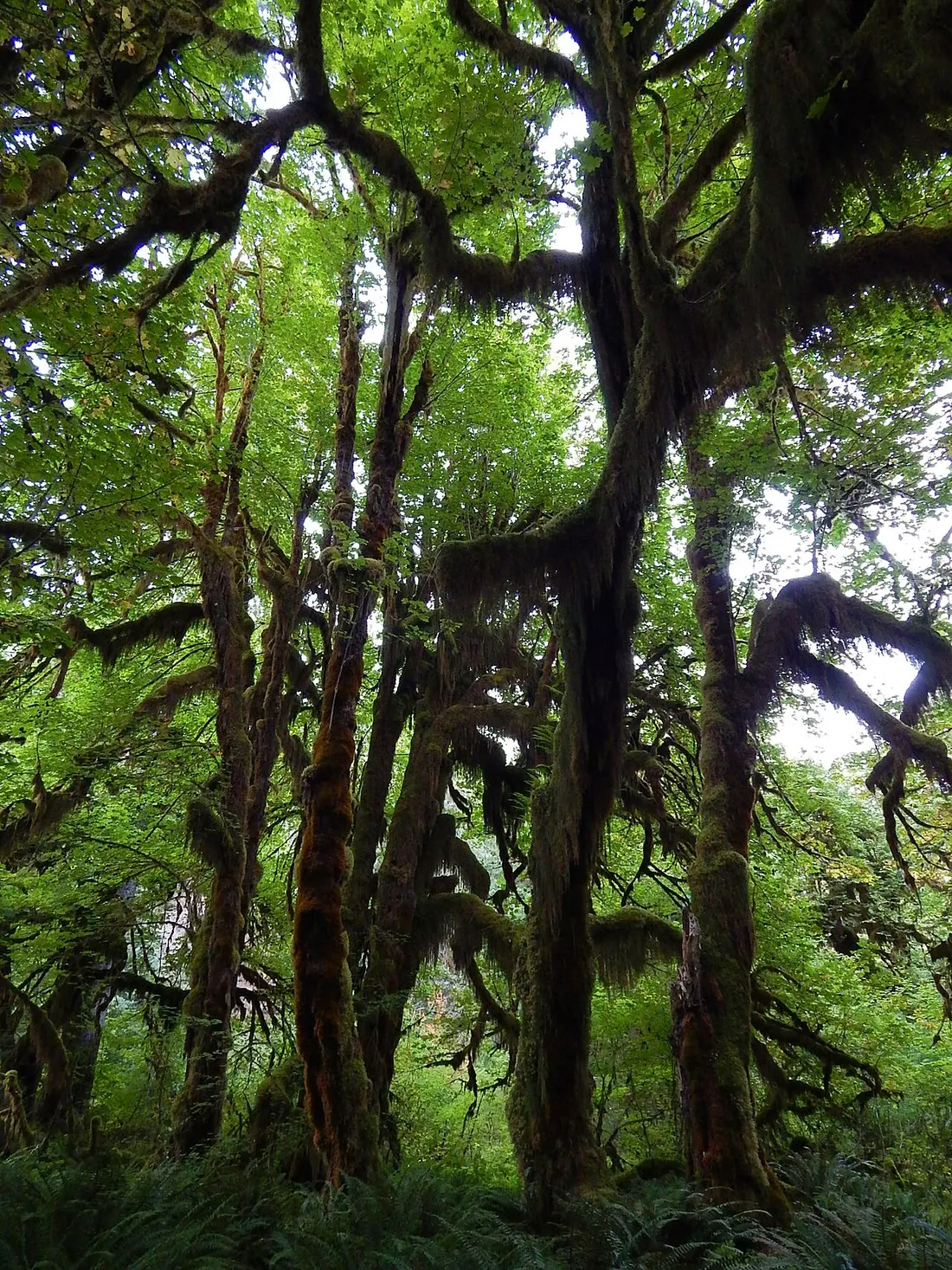 Moss-covered tree in the Hoh Rainforest, Washington